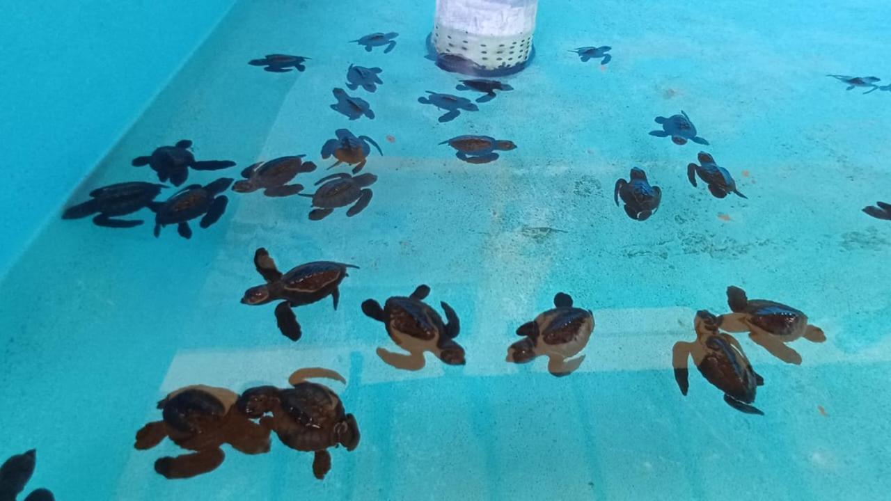 The Beach Bungalows & Turtle Sanctuary Pemuteran Dış mekan fotoğraf